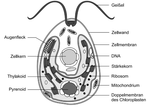 Beschriftete schematische Darstellung einer einzelligen Grünalge mit Geißeln und Zellorganellen.